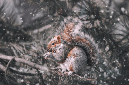 hibernasi