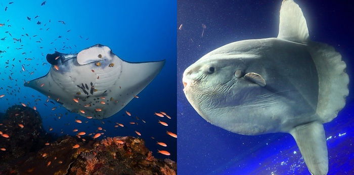 10 Ikan Terbesar di Dunia, Raksasa yang Terancam Populasinya!