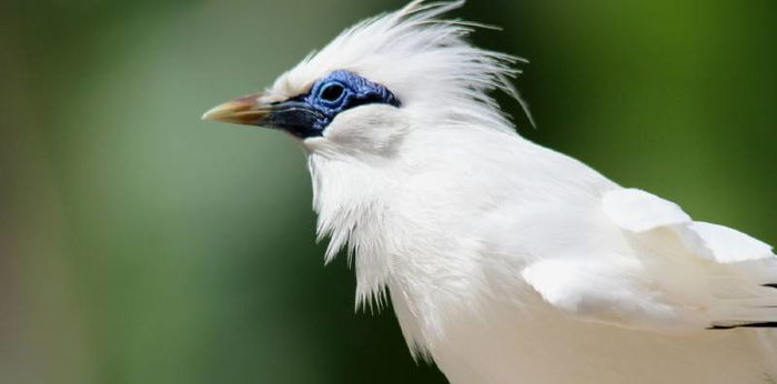 Mengenal Fauna Asiatis dan Contohnya, Hewan Khas Indonesia Bagian Barat