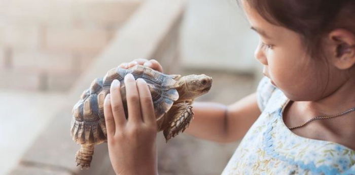 8 Tips Memelihara Kura-kura Supaya Berumur Panjang, Cek Parents!