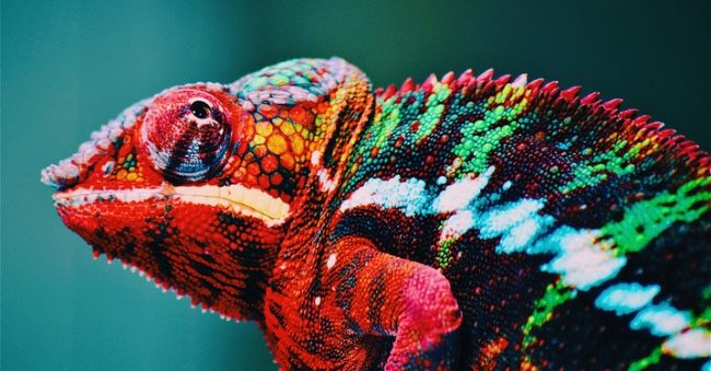 10 Hewan yang Bisa Berubah Warna, Tak Hanya Bunglon