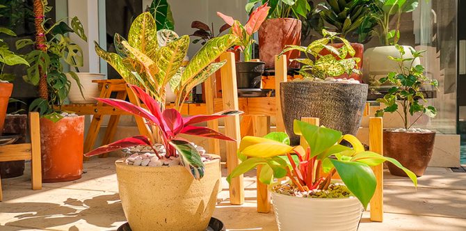 Mengenal 12 Jenis Tanaman Aglaonema dan Tips Merawatnya