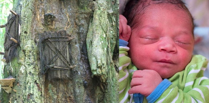 Mengenal Passiliran, Tradisi Mengubur Bayi di Dalam Pohon Khas Tana Toraja