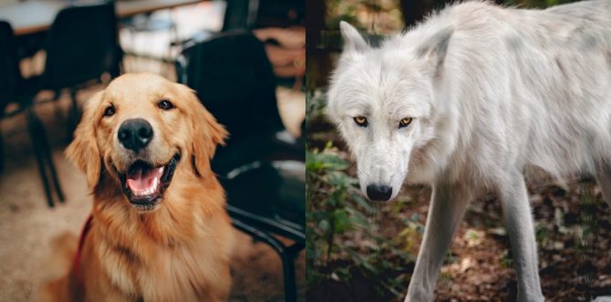 6 Perbedaan Anjing dan Serigala yang Perlu Diketahui Si Kecil