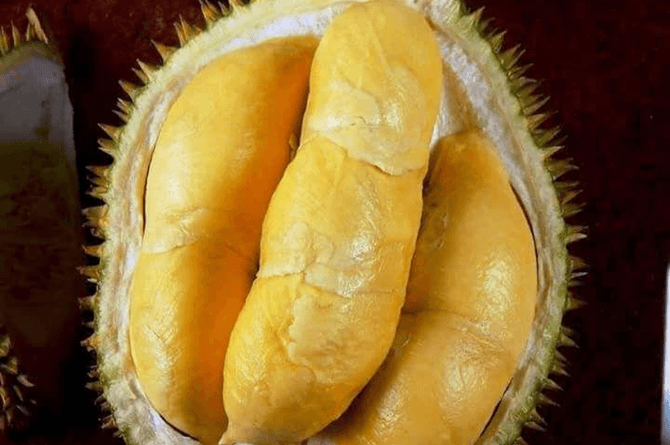 Jenis durian di Indonesia durian montong