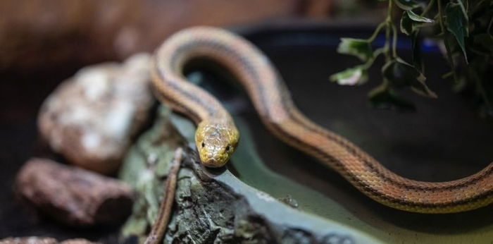 9 Tempat Persembunyian Ular di Rumah, Parents Perlu Hati-hati!