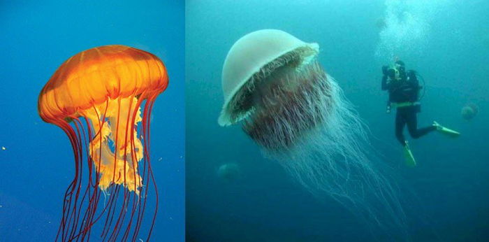 Tampak Indah, 5 Ubur-Ubur Ini Berbahaya dan Beracun