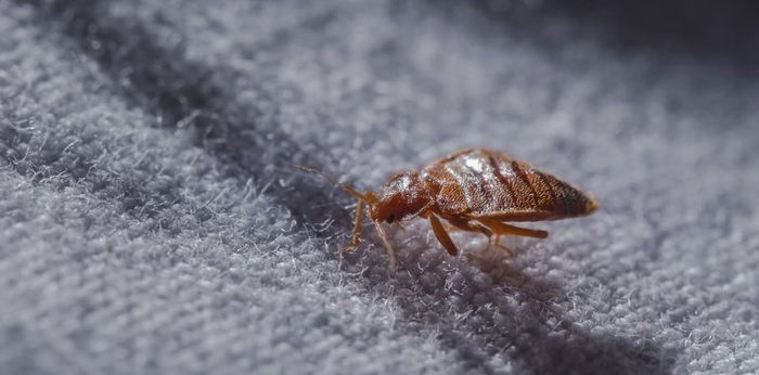 4 Tanda Gigitan Kutu Kasur pada Bayi dan Cara Mengatasinya