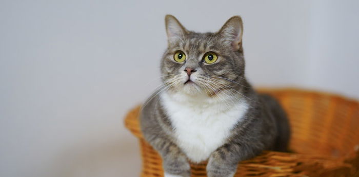 10 Tips Aman Meninggalkan Kucing Sendirian Saat Mudik