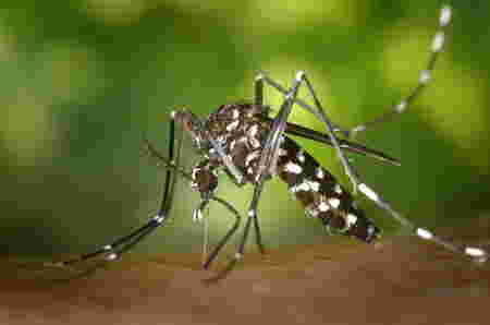 Cara Mencegah Penyakit Dengue, Salah Satunya dengan Vaksin Dengue