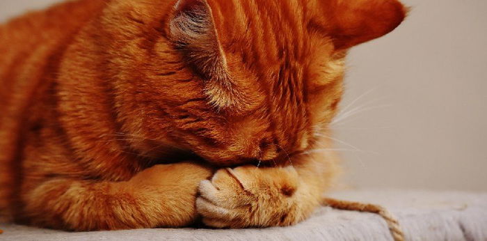 Salah Satunya Keluarkan Bau Tak Wajar! Ini 12 Ciri Kucing Lagi Sekarat dan Mau Mati