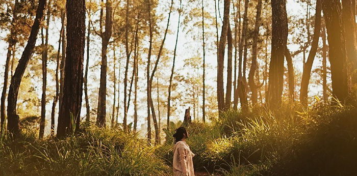 10 Hutan Terindah di Indonesia, Bisa Dikunjungi Bareng Keluarga