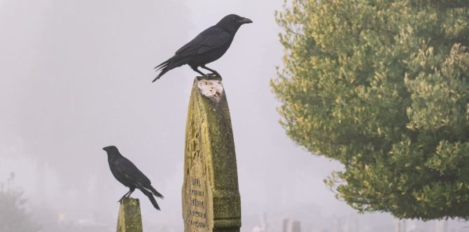 10 Arti Mimpi Melihat Burung Gagak, Benarkah Tanda Kematian?