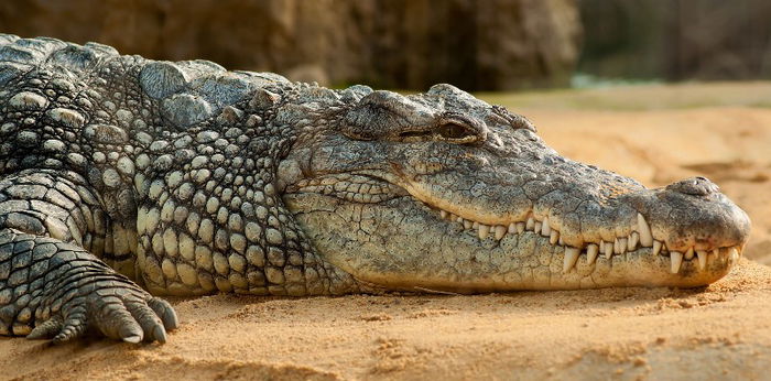 Pengunjung Sinka Zoo Diterkam Buaya, Simak Kronologi Lengkapnya