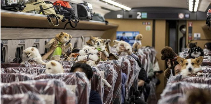 Keren! Anjing Bisa Traveling Naik Kereta Peluru Shinkansen di Jepang