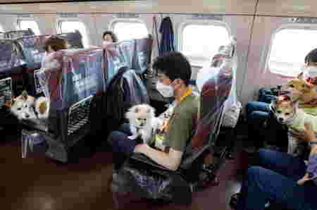 Anjing bisa traveling di jepang