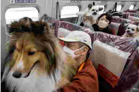 Keren! Anjing Bisa Traveling Naik Kereta Peluru Shinkansen di Jepang