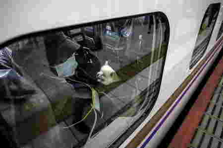 Anjing bisa traveling