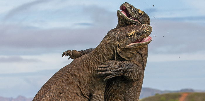 Harga Tiket Masuk Taman Nasional Komodo Naik, Berlaku Agustus 2022