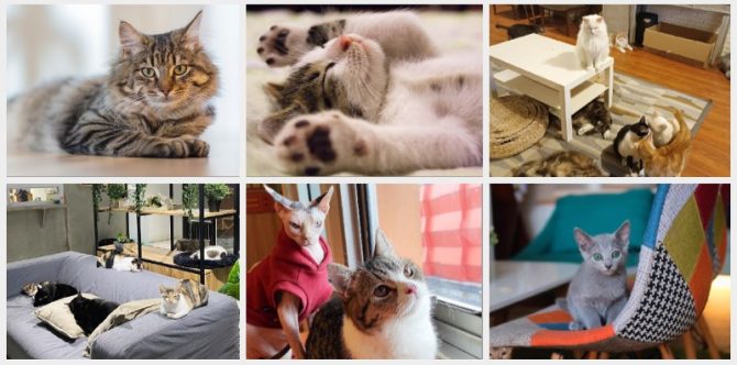 5 Kafe Kucing di Jabodetabek, Bisa Main Bareng Anabul Gemesin