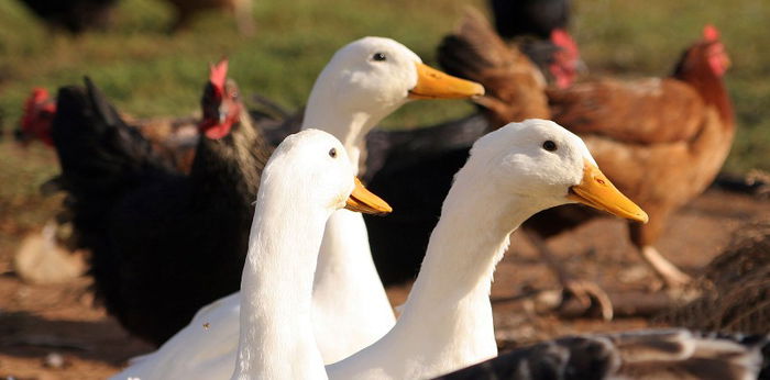 Mengenal Hewan Unggas: Pengertian, Ciri-ciri dan Contoh Jenisnya