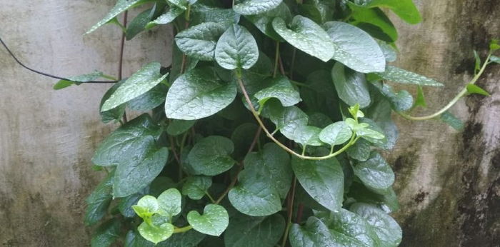 Praktis! Ini 6 Cara Budidaya Binahong di Pekarangan Rumah