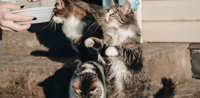 Kenapa Kucing Langsung Menoleh Saat Dipanggil Pus? Ini Alasannya