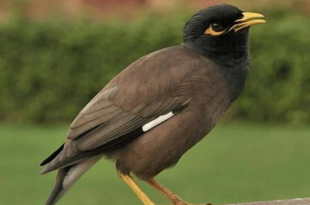 jenis burung jalak