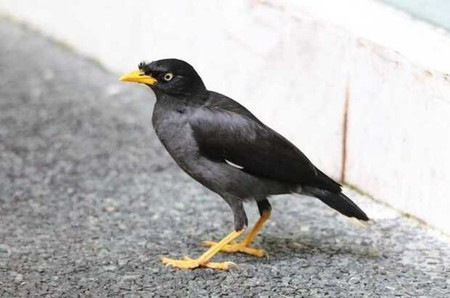 jenis burung jalak