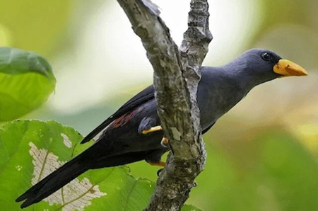 5 Jenis Burung Jalak yang Bisa Dipelihara di Rumah