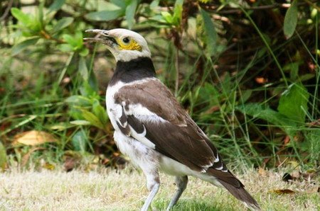 jenis burung jalak