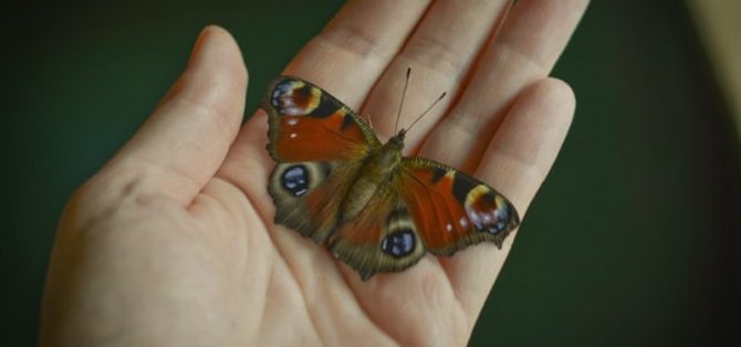 Ular hingga Kupu-kupu, Ini 7 Mitos Hewan Masuk Rumah