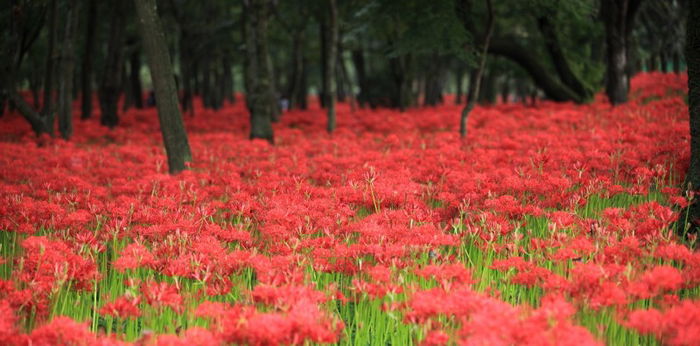 Dekat Tokyo, Inilah 7 Rekomendasi Tempat Wisata di Saitama Jepang