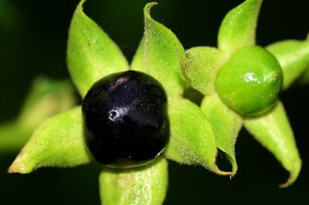 8 Tanaman Paling Beracun di Dunia, Kadang Tak Sengaja Termakan Anak
