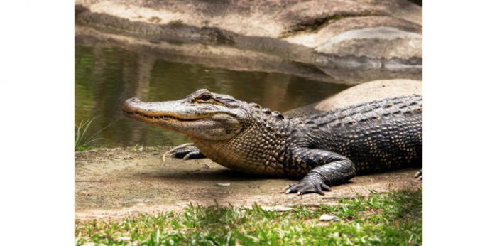 25 Arti Mimpi Buaya dan Tafsir Lengkapnya, Pertanda Baik atau Buruk?