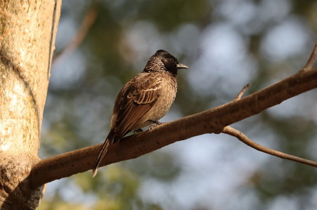 5 Jenis Burung Jalak yang Bisa Dipelihara di Rumah