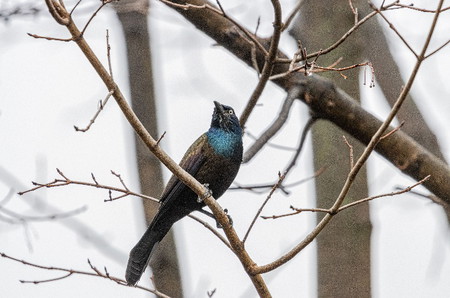 5 Jenis Burung Jalak yang Bisa Dipelihara di Rumah