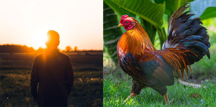 Dongeng Cindelaras Tentang Anak dan Ayam Jantannya yang Unik