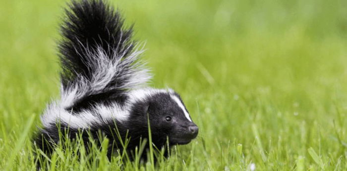 Ini Dia 7 Hewan yang Paling Bau di Dunia