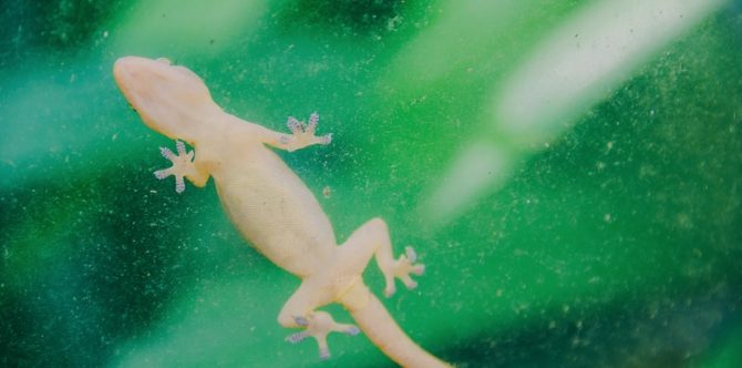 12 Arti Mimpi Cicak yang Bisa Anda Alami, Ada Pertanda Baik dan Buruk