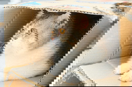 alasan kucing suka masuk kardus