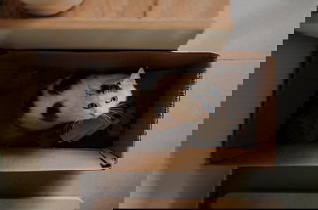 alasan kucing suka masuk kardus