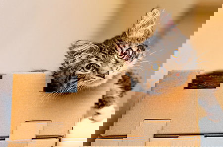 alasan kucing suka masuk kardus