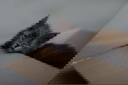 5 Penjelasan Ilmiah Kenapa Kucing Suka Masuk Kardus