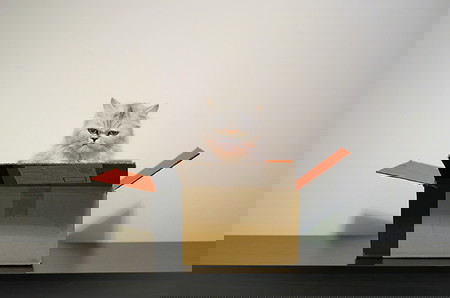 5 Penjelasan Ilmiah Kenapa Kucing Suka Masuk Kardus