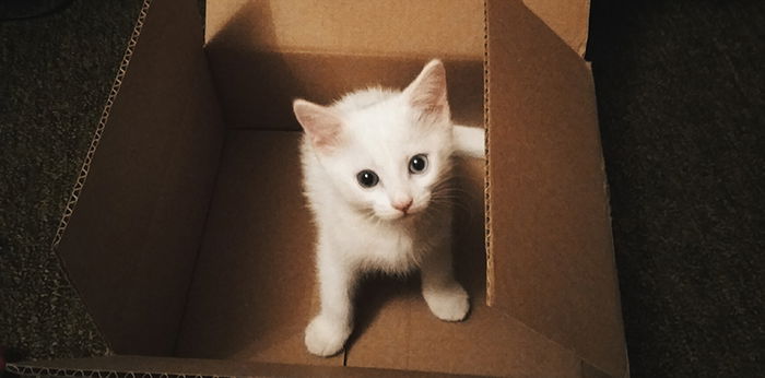 5 Penjelasan Ilmiah Kenapa Kucing Suka Masuk Kardus