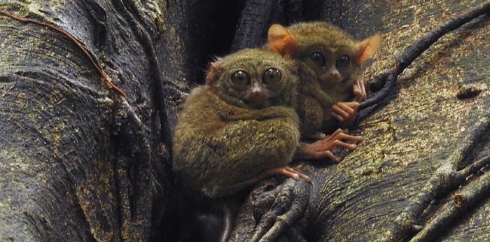 Mengenal Tarsius: Ciri, Perilaku, Makanan, dan Fakta Menarik tentangnya