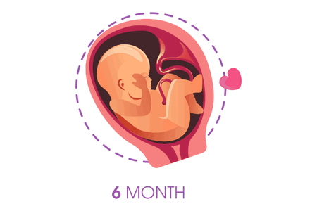 perkembangan janin 6 bulan