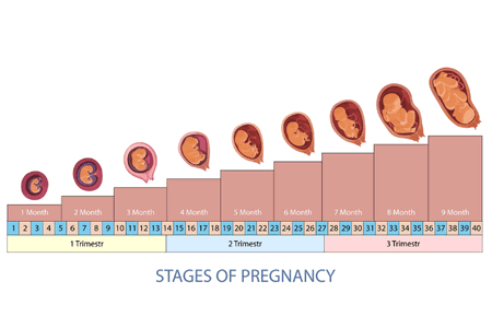 Perkembangan Janin 6 Bulan: Gambar, Posisi dan Gerakan yang Wajib Diketahui