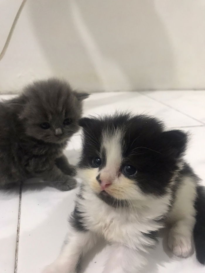 Pengalaman memelihara kucing saat hamil